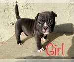 Small Photo #6 American Bully Puppy For Sale in VACAVILLE, CA, USA