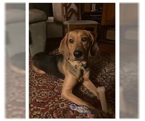 Carlie-In a Foster Home - Female Plott Hound Dog for Adoption - Photo #4