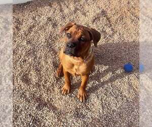 Mutt Dogs for adoption in Goodyear, AZ, USA