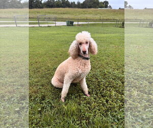 Finley Jul 26 - Female Poodle (Standard) Dog for Adoption - Photo #6
