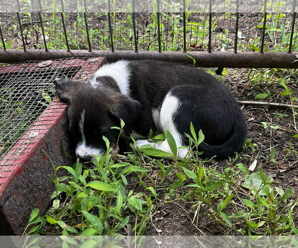 Medium Photo #4 American Staffordshire Terrier-Siberian Husky Mix Puppy For Sale in Chester, VA, USA