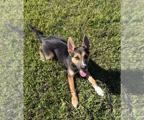 Medium Photo #2 Siberian Husky Puppy For Sale in San Leon, TX, USA