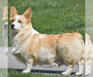 Mother of the Pembroke Welsh Corgi puppies born on 01/26/2024