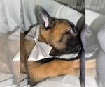 Small Photo #163 Belgian Malinois Puppy For Sale in REESEVILLE, WI, USA
