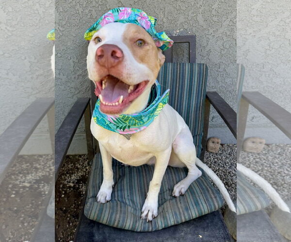 Medium Photo #4 American Pit Bull Terrier-Unknown Mix Puppy For Sale in Redlands, CA, USA