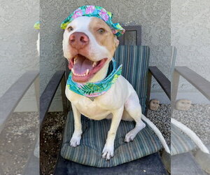 Kirby - Male American Pit Bull Terrier-Unknown Mix Dog for Adoption - Photo #4