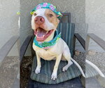 Small Photo #4 American Pit Bull Terrier-Unknown Mix Puppy For Sale in Redlands, CA, USA