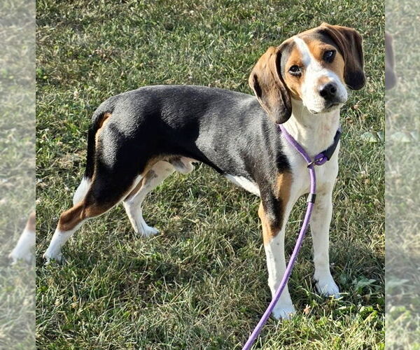 Medium Photo #4 Beagle Puppy For Sale in Batavia, OH, USA
