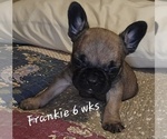 Puppy Frankie French Bulldog