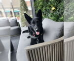 Small #1 German Shepherd Dog Mix