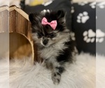 Small #1 Pomeranian