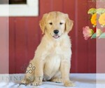 Small #2 Golden Retriever