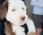 Puppy Lady Penelope Sheepadoodle