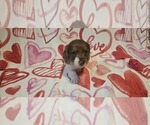 Puppy Zero Dachshund