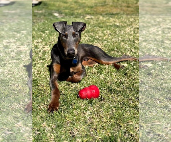 Medium Photo #6 Doberman Pinscher-Unknown Mix Puppy For Sale in Escondido, CA, USA