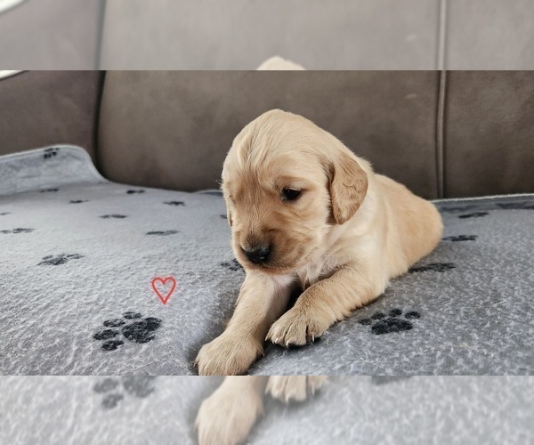 Medium Photo #5 Golden Retriever Puppy For Sale in THOMASTON, ME, USA