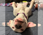 Small #11 Mountain Cur Mix
