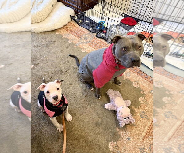 Medium Photo #4 Mutt Puppy For Sale in Spotsylvania, VA, USA