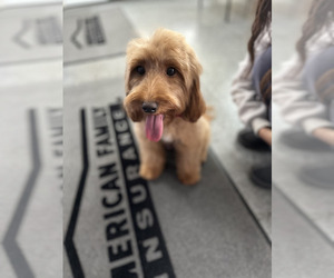 Mother of the Goldendoodle (Miniature) puppies born on 12/31/2024
