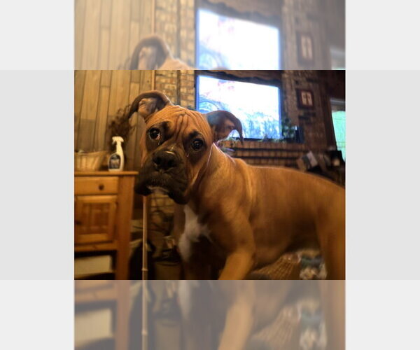 Medium Photo #1 Boxer Puppy For Sale in Austin, TX, USA