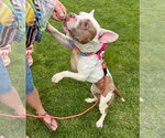 Small #1 American French Bull Terrier