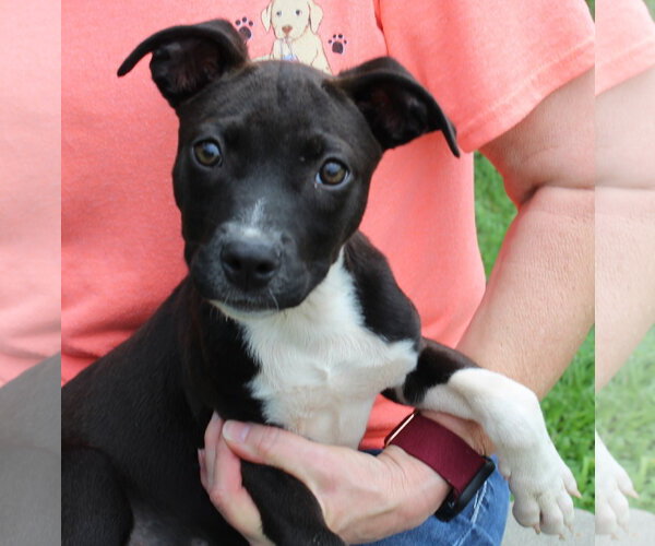 Medium Photo #3 Mutt Puppy For Sale in Prattville, AL, USA