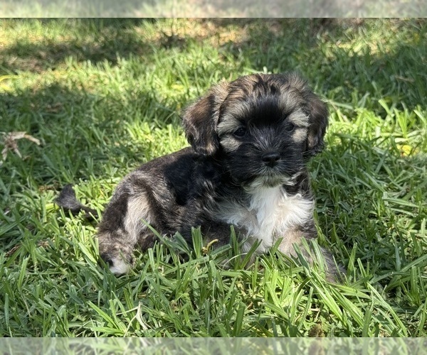 Medium Photo #1 Havanese Puppy For Sale in BRISBANE, CA, USA