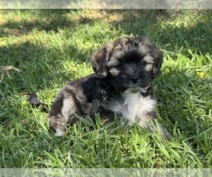 Medium Havanese