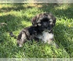 Puppy Ewok Havanese
