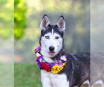 Small #1 Siberian Husky Mix
