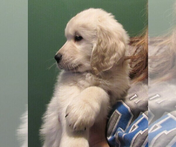 Medium Photo #97 English Cream Golden Retriever Puppy For Sale in NORTHWOOD, OH, USA