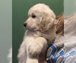 Small #96 English Cream Golden Retriever