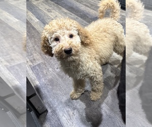 Poodle (Standard) Puppy for sale in PHILADELPHIA, PA, USA