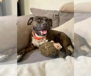 Medium American Pit Bull Terrier Mix