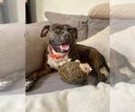 Small American Pit Bull Terrier Mix