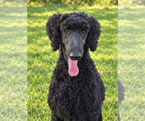 Timmy Oct 26 - Male Poodle (Standard) Dog for Adoption - Photo #2