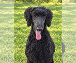 Small Photo #2 Poodle (Standard) Puppy For Sale in Pacolet, SC, USA