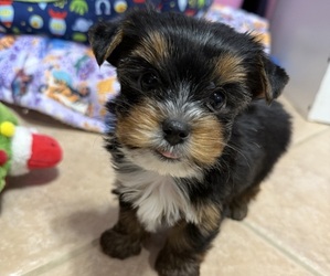 Yorkshire Terrier Puppy for sale in VALRICO, FL, USA