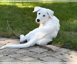 Small #3 German Shepherd Dog-Great Pyrenees Mix