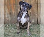 Small Photo #3 Catahoula Leopard Dog-German Shepherd Dog Mix Puppy For Sale in Huntley, IL, USA