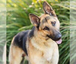 German Shepherd Dog Dogs for adoption in Camarillo, CA, USA