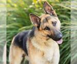 *TIMMY - Male German Shepherd Dog Dog for Adoption - Small photo