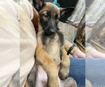 Small Photo #64 Belgian Malinois Puppy For Sale in REESEVILLE, WI, USA