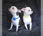 Small #8 Boston Terrier