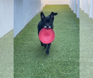 Labrador Retriever-Unknown Mix Dogs for adoption in Pompano Beach , FL, USA