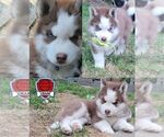 Small Photo #3 Siberian Husky Puppy For Sale in SHERWOOD, OR, USA