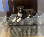 Puppy Puppy 2 American Pit Bull Terrier