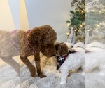 Small #2 Goldendoodle mix (+ Poodle Miniature)