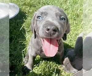 Weimaraner Puppy for sale in BLAIR, WI, USA