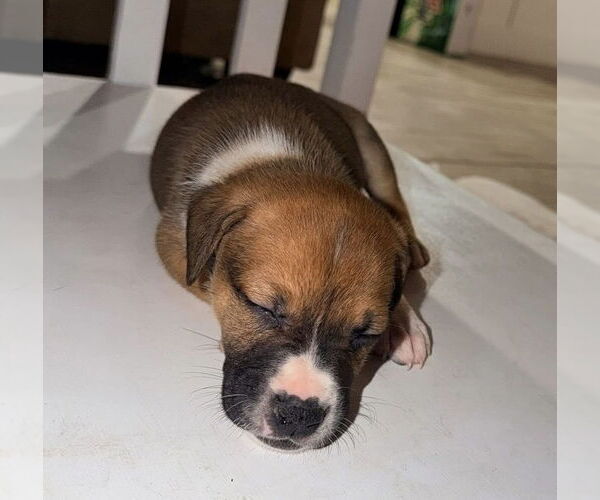 Medium Photo #2 Mutt Puppy For Sale in OKLAHOMA CITY, OK, USA